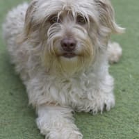 Kleine CHANEL  verträglich und lieb!, Hündin zur Adoption