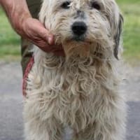 Camie - verschmuste, goldige Hündin, Hündin zur Adoption