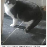 Vermittlungshilfe für Hanni & Zelda, Katze zur Adoption