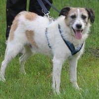 Willow ist ein fröhlicher Familienhund, Hund zur Adoption