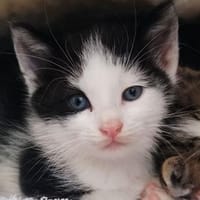 Karl und Knerten, Kater zur Adoption