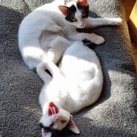 Süßes Katzenpärchen sucht seine Menschen, Katze zur Adoption