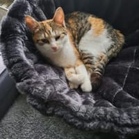 Kaya sucht ein neues Zuhause, Katze zur Adoption