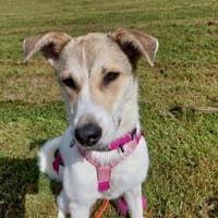 Lore - wartet in 38315 Werlaburgdorf, Hündin zur Adoption