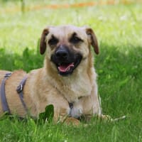 Mali - Entzückend, lebensfroh und versch, Hund zur Adoption