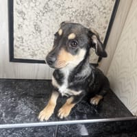 Dackelmix Rory einfach nur lieb, Hund zur Adoption