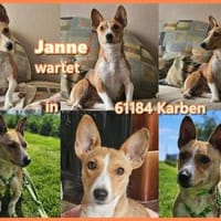 Janne ist eine aufgeschlossene Hundedame, Hündin zur Adoption