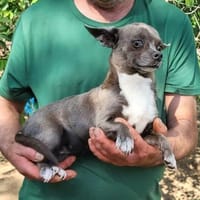 Keki° in 67281 Kirchheim, Hündin zur Adoption