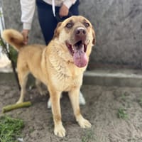 Dojo-Treuer Wegbegleiter auf vier Pfoten, Hund zur Adoption