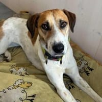 Donna - sportliche Familie gesucht, Hündin zur Adoption