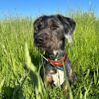 Moro sucht ein Zuhause, Hund zur Adoption