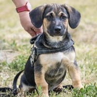 Haribo kleiner Welpe sucht sein Glück, Hund zur Adoption