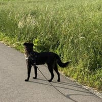 Oliver Oli  junger Border-Mix, Hund zur Adoption