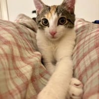 Entdeckerin Zlata, Katze zur Adoption