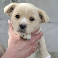 Manu - Kleiner Welpe, großes Glück, Hund zur Adoption