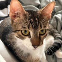 Pandi  verschmuster junger Kater sucht, Kater zur Adoption