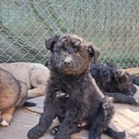 Feldrandbaby auf der Suche- Timmy, Hund zur Adoption