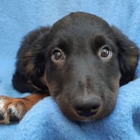 Pypocampe, chien à adopter