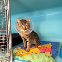ERROR, chat à adopter
