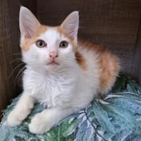 LUFFY, chat à adopter