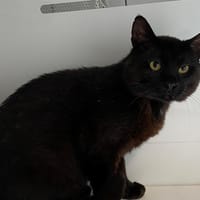 JACKSON, chat à adopter