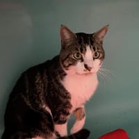 MARLON, chat à adopter