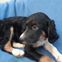 Poulpe, chien à adopter