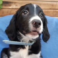 Patelle, chienne à adopter