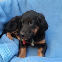 Panga, chienne à adopter