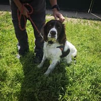 ALFA, chien à adopter