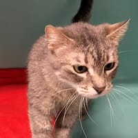 JANET, chatte à adopter
