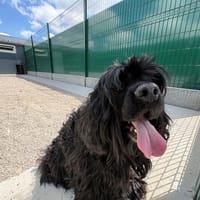 lucky, chien à adopter