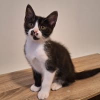 USOPP, chat à adopter