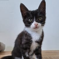 ZORRO, chat à adopter