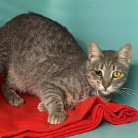 GERMAINE, chatte à adopter