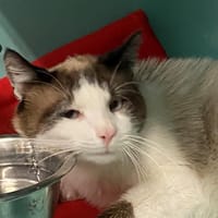 JACKY, chat à adopter