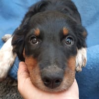 Palourde, chienne à adopter