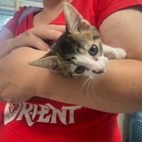 BOWIE, chat à adopter