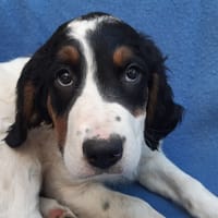 Piranha, chien à adopter