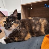 NAMI, chatte à adopter