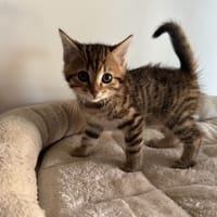 BRISE, chatte à adopter