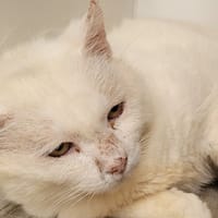 GANDALF, chat à adopter