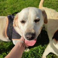 PAVLOVA QCN, chienne à adopter