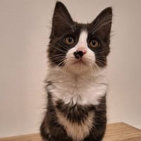 SANJI, chat à adopter