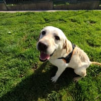 DONUTS QCN (j'ai trouvé ma famille), chien à adopter