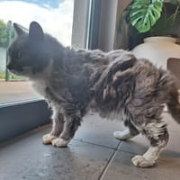 Belle, chatte à adopter