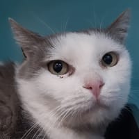 Mouchou, chat à adopter