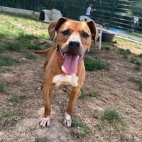 LAIKO, chien à adopter
