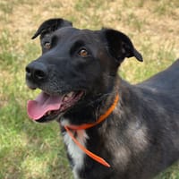 VUMPER, chienne à adopter
