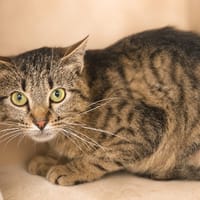 Fantomette, chatte à adopter